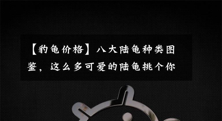 【豹龜價(jià)格】八大陸龜種類圖鑒，這么多可愛的陸龜挑個(gè)你們喜歡的？