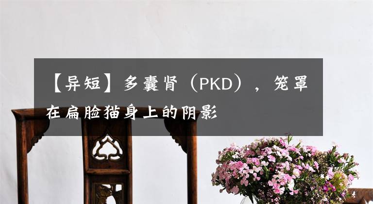 【異短】多囊腎（PKD），籠罩在扁臉貓身上的陰影