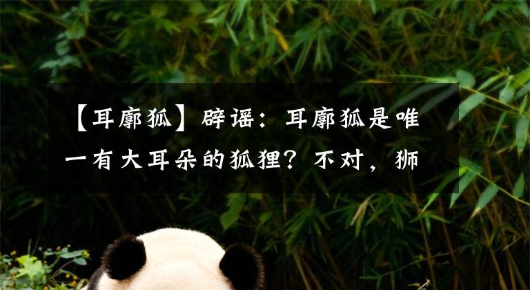 【耳廓狐】辟謠：耳廓狐是唯一有大耳朵的狐貍？不對(duì)，獅子王中出現(xiàn)了另一種