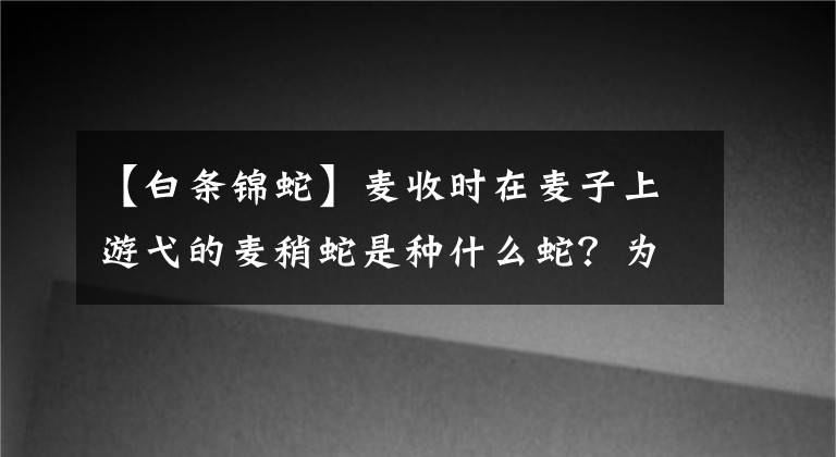 【白條錦蛇】麥?zhǔn)諘r(shí)在麥子上游弋的麥稍蛇是種什么蛇？為何現(xiàn)在基本見不到了