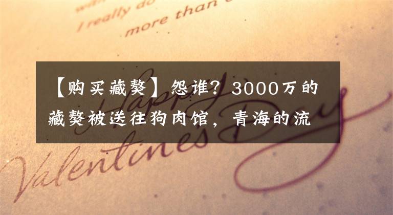 【購買藏獒】怨誰？3000萬的藏獒被送往狗肉館，青海的流浪獒“撕咬”旅行者