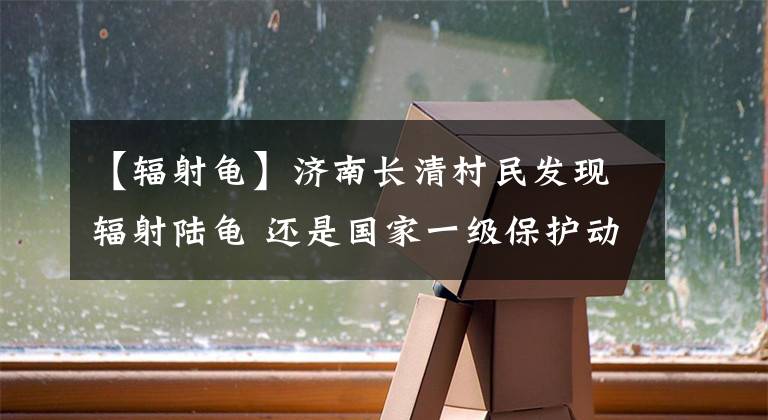 【輻射龜】濟南長清村民發(fā)現(xiàn)輻射陸龜 還是國家一級保護動物