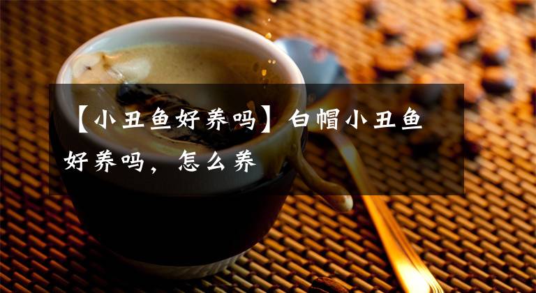 【小丑魚好養(yǎng)嗎】白帽小丑魚好養(yǎng)嗎，怎么養(yǎng)