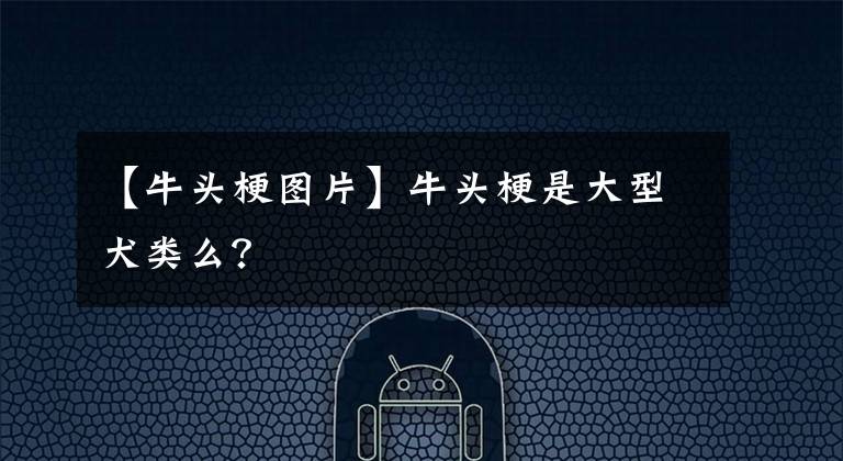 【牛頭梗圖片】牛頭梗是大型犬類么？