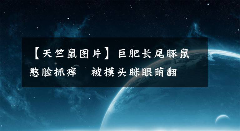 【天竺鼠圖片】巨肥長尾豚鼠憨臉抓癢　被摸頭瞇眼萌翻