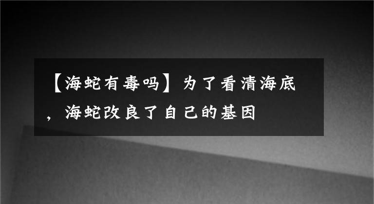 【海蛇有毒嗎】為了看清海底，海蛇改良了自己的基因