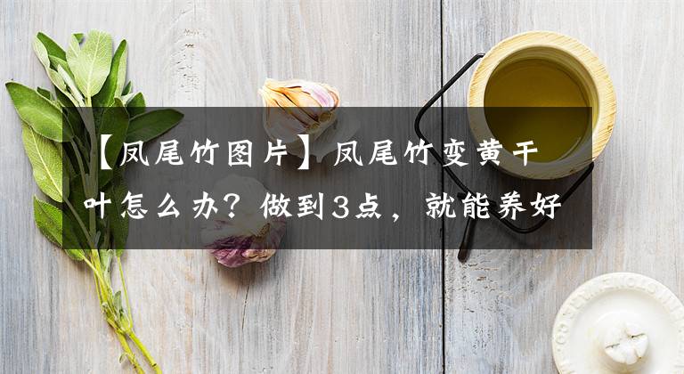 【鳳尾竹圖片】鳳尾竹變黃干葉怎么辦？做到3點(diǎn)，就能養(yǎng)好鳳尾竹