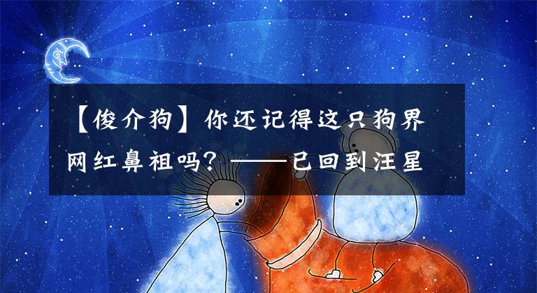 【俊介狗】你還記得這只狗界網(wǎng)紅鼻祖嗎？——已回到汪星球的汪星人俊介