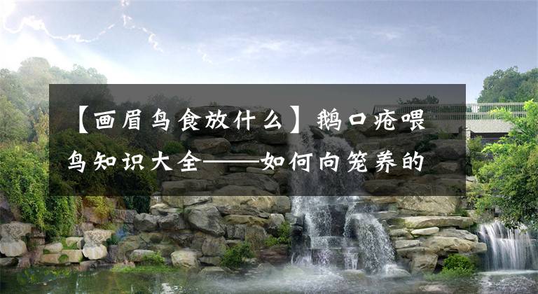 【畫眉鳥食放什么】鵝口瘡喂鳥知識大全——如何向籠養(yǎng)的鵝口瘡添加食物