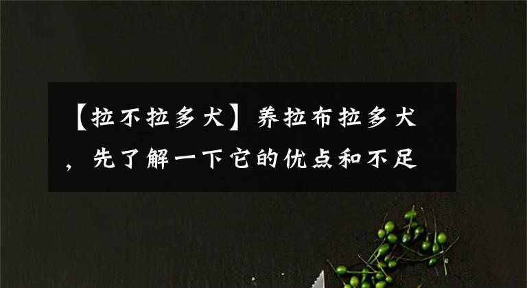 【拉不拉多犬】養(yǎng)拉布拉多犬，先了解一下它的優(yōu)點(diǎn)和不足，不能全部接受最好別養(yǎng)