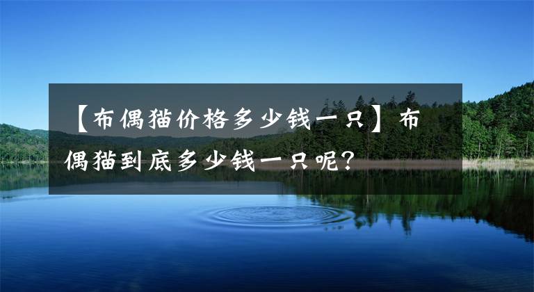 【布偶貓價(jià)格多少錢(qián)一只】布偶貓到底多少錢(qián)一只呢？