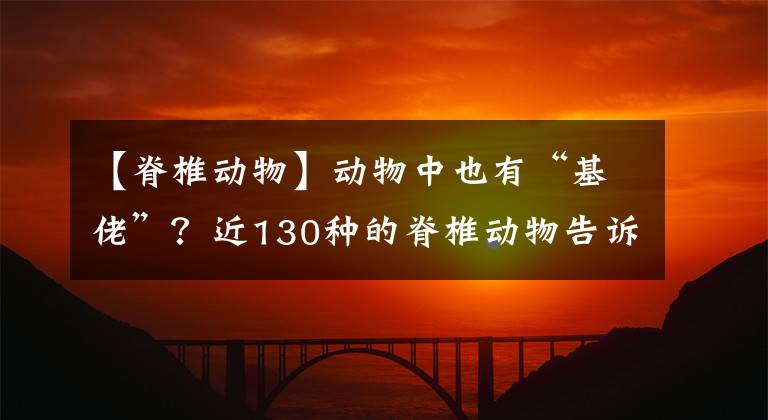 【脊椎動(dòng)物】動(dòng)物中也有“基佬”？近130種的脊椎動(dòng)物告訴你，同性也有真愛