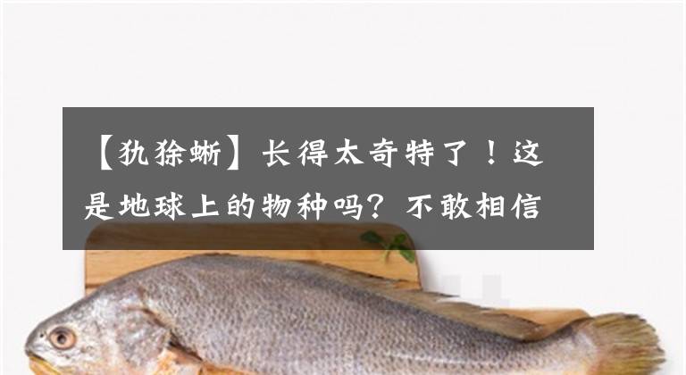 【犰狳蜥】長得太奇特了！這是地球上的物種嗎？不敢相信！圖片略重口，慎入！