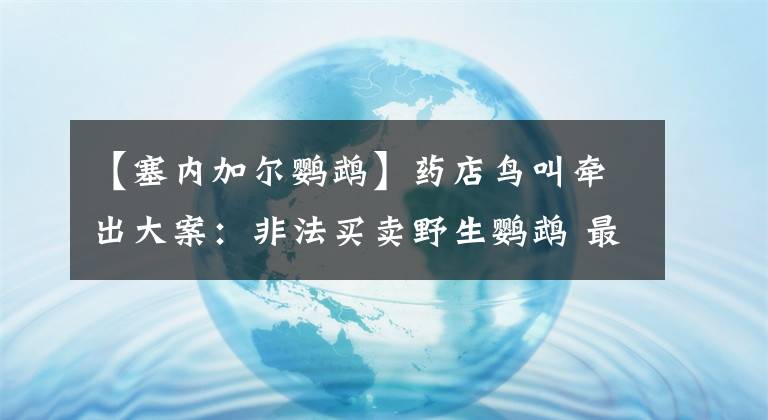 【塞內(nèi)加爾鸚鵡】藥店鳥叫牽出大案：非法買賣野生鸚鵡 最貴售價(jià)20萬