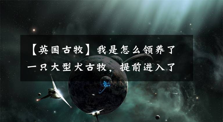 【英國(guó)古牧】我是怎么領(lǐng)養(yǎng)了一只大型犬古牧，提前進(jìn)入了貓狗雙全的人生