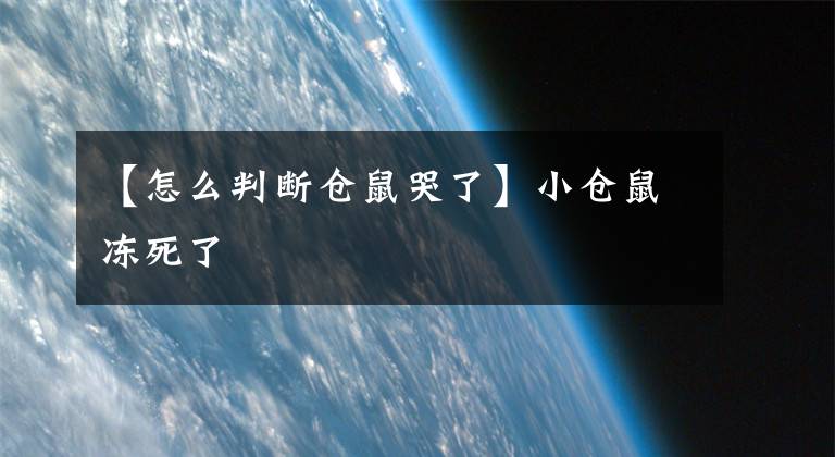 【怎么判斷倉鼠哭了】小倉鼠凍死了