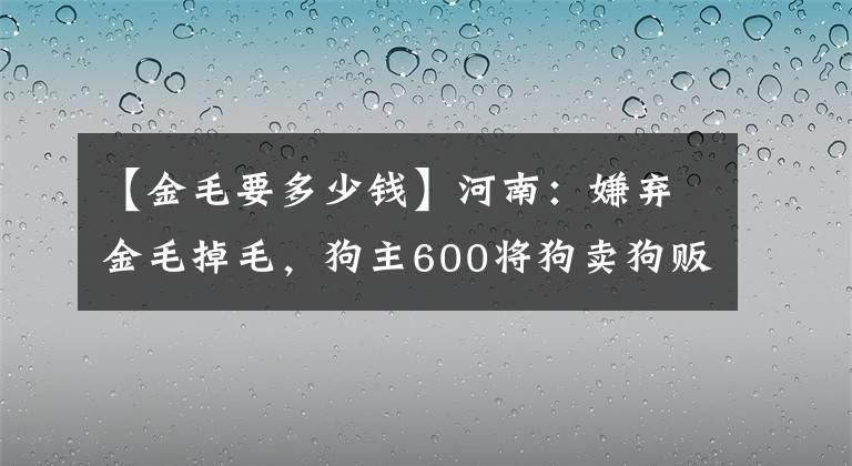 【金毛要多少錢】河南：嫌棄金毛掉毛，狗主600將狗賣狗販，網(wǎng)友：枉費了狗的信任