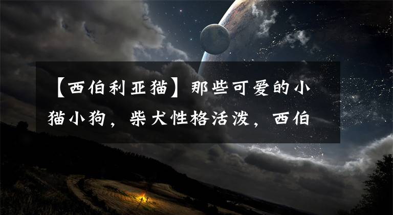 【西伯利亞貓】那些可愛的小貓小狗，柴犬性格活潑，西伯利亞森林貓最為高貴