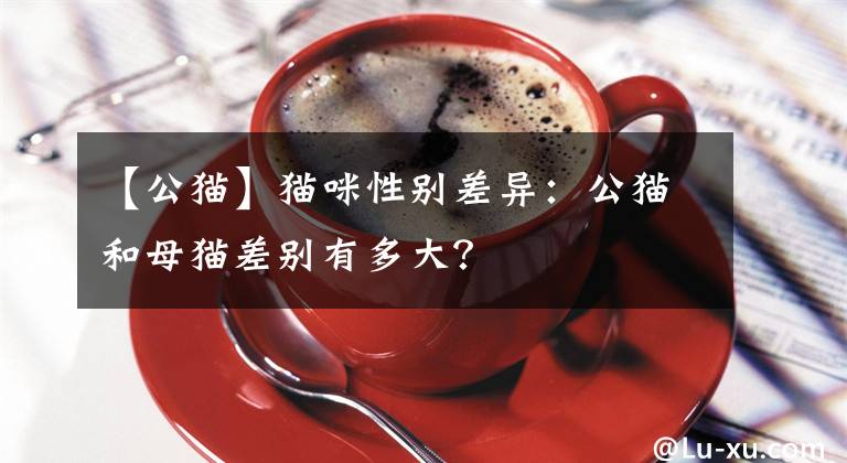 【公貓】貓咪性別差異：公貓和母貓差別有多大？