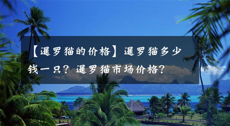 【暹羅貓的價格】暹羅貓多少錢一只？暹羅貓市場價格？