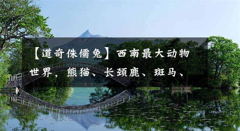 【道奇侏儒兔】西南最大動物世界，熊貓、長頸鹿、斑馬、鴕鳥…3000多只動物任你看