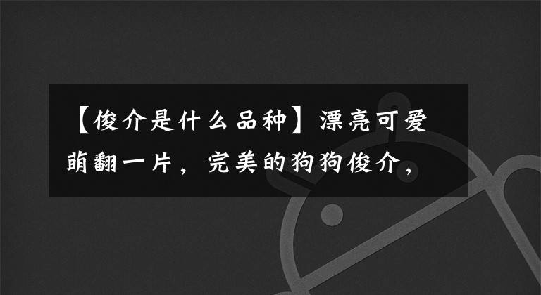 【俊介是什么品種】漂亮可愛萌翻一片，完美的狗狗俊介，活著的毛絨玩具博美犬