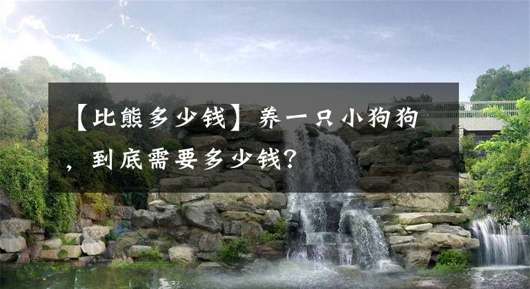 【比熊多少錢】養(yǎng)一只小狗狗，到底需要多少錢？