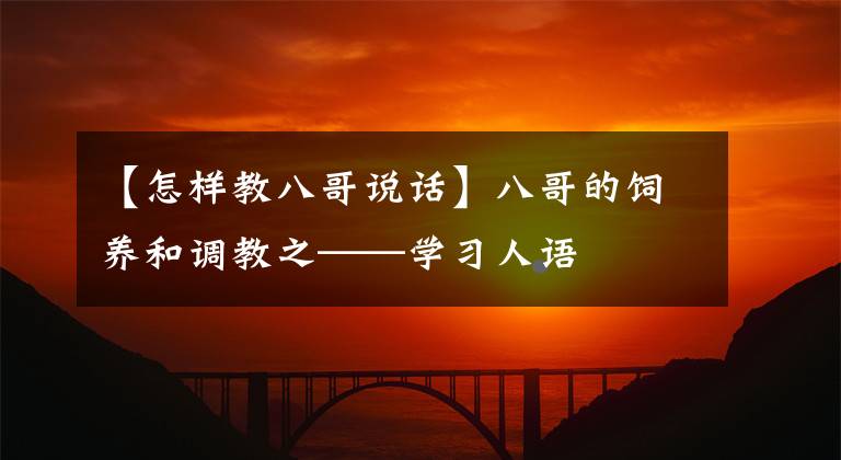 【怎樣教八哥說(shuō)話】八哥的飼養(yǎng)和調(diào)教之——學(xué)習(xí)人語(yǔ)