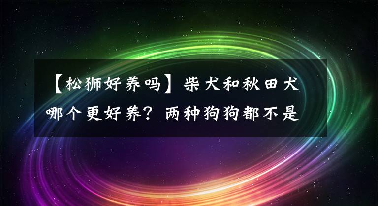 【松獅好養(yǎng)嗎】柴犬和秋田犬哪個(gè)更好養(yǎng)？?jī)煞N狗狗都不是省油的燈