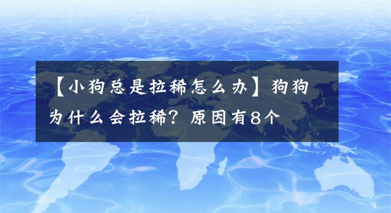 【小狗總是拉稀怎么辦】狗狗為什么會拉?。吭蛴?個