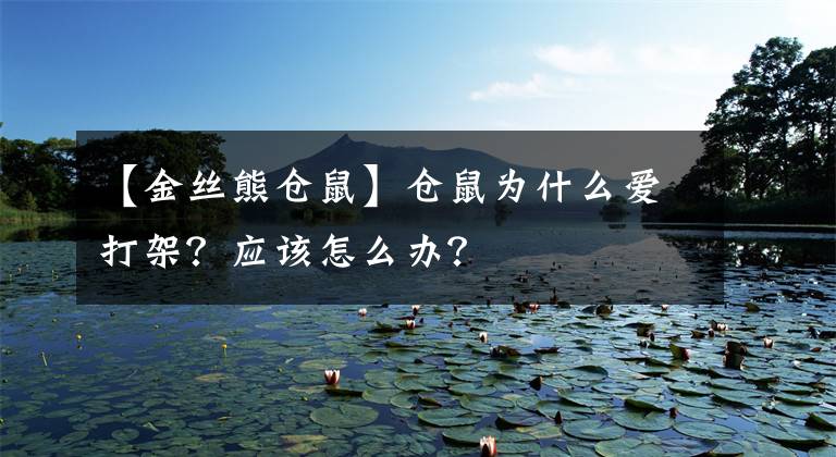 【金絲熊倉鼠】倉鼠為什么愛打架？應該怎么辦？