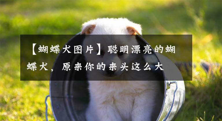 【蝴蝶犬圖片】聰明漂亮的蝴蝶犬，原來你的來頭這么大