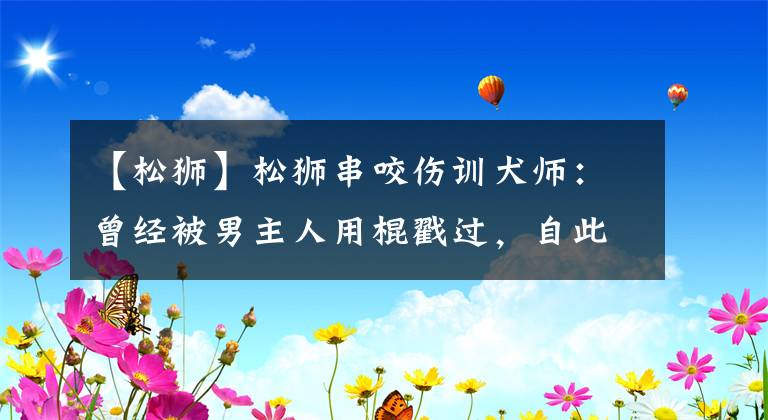 【松獅】松獅串咬傷訓(xùn)犬師：曾經(jīng)被男主人用棍戳過，自此性情大變