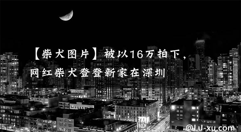 【柴犬圖片】被以16萬拍下，網紅柴犬登登新家在深圳