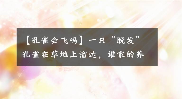 【孔雀會飛嗎】一只“脫發(fā)”孔雀在草地上溜達，誰家的養(yǎng)的寵物丟了？