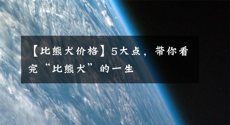 【比熊犬價格】5大點，帶你看完“比熊犬”的一生