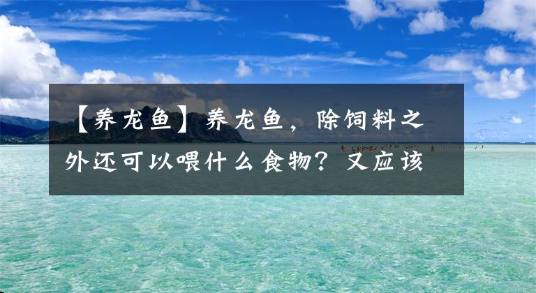 【養(yǎng)龍魚(yú)】養(yǎng)龍魚(yú)，除飼料之外還可以喂什么食物？又應(yīng)該怎么處理呢？