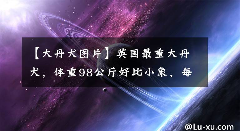 【大丹犬圖片】英國最重大丹犬，體重98公斤好比小象，每周吃掉16公斤食物