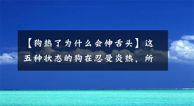 【狗熱了為什么會(huì)伸舌頭】這五種狀態(tài)的狗在忍受炎熱，所以要給家里降溫