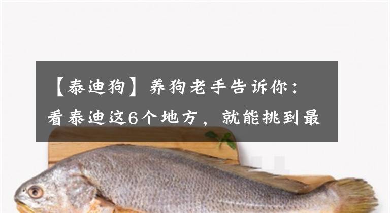 【泰迪狗】養(yǎng)狗老手告訴你：看泰迪這6個(gè)地方，就能挑到最好的那只