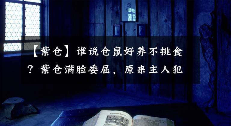 【紫倉】誰說倉鼠好養(yǎng)不挑食？紫倉滿臉委屈，原來主人犯了這四個誤區(qū)