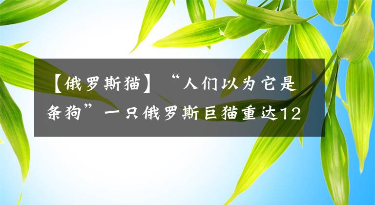 【俄羅斯貓】“人們以為它是條狗”一只俄羅斯巨貓重達(dá)12.7公斤，有望打破世界紀(jì)錄