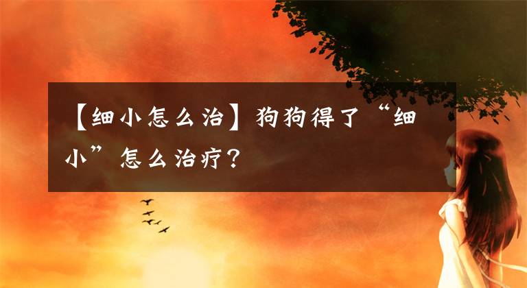 【細(xì)小怎么治】狗狗得了“細(xì)小”怎么治療？