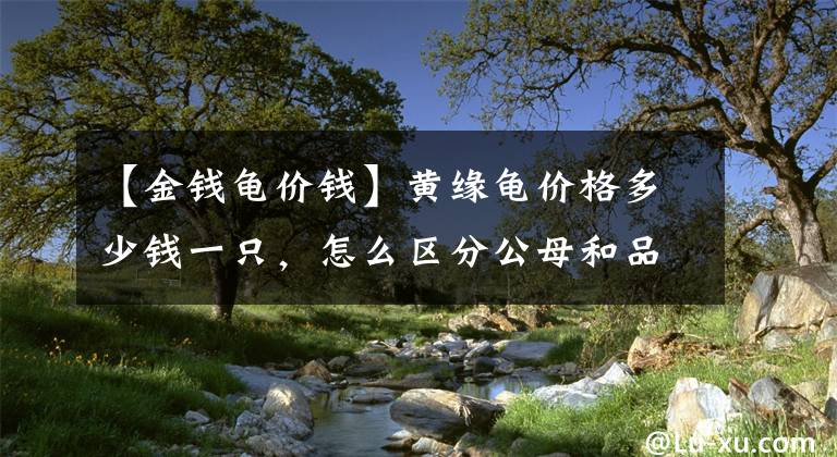 【金錢龜價錢】黃緣龜價格多少錢一只，怎么區(qū)分公母和品種「龜谷鱉老」