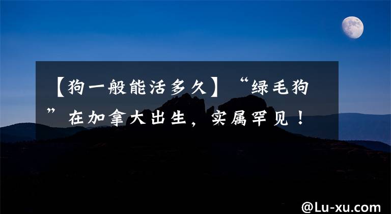 【狗一般能活多久】“綠毛狗”在加拿大出生，實屬罕見！細究發(fā)現(xiàn)和人類瘀傷道理類似