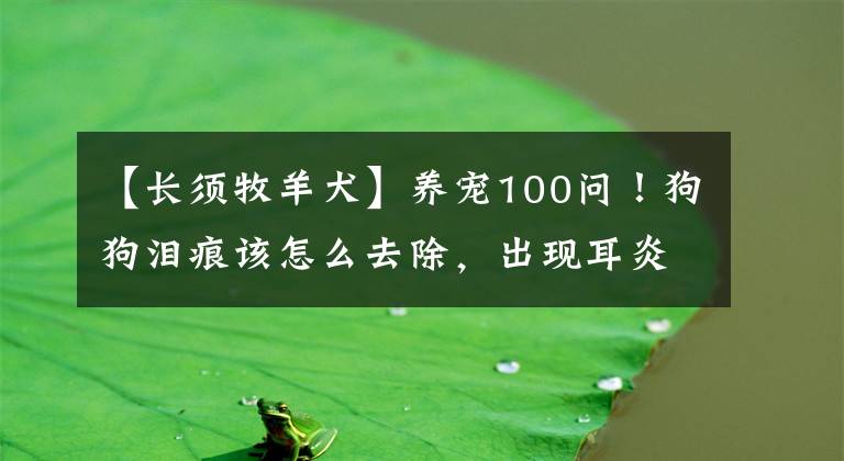 【長須牧羊犬】養(yǎng)寵100問！狗狗淚痕該怎么去除，出現耳炎怎么辦？