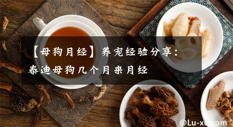 【母狗月經(jīng)】養(yǎng)寵經(jīng)驗分享：泰迪母狗幾個月來月經(jīng)