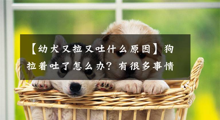 【幼犬又拉又吐什么原因】狗拉著吐了怎么辦？有很多事情需要知道為什么。