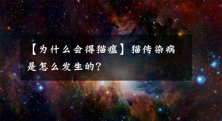 【為什么會(huì)得貓瘟】貓傳染病是怎么發(fā)生的？