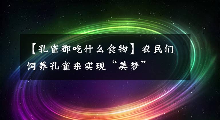 【孔雀都吃什么食物】農(nóng)民們飼養(yǎng)孔雀來實(shí)現(xiàn)“美夢”